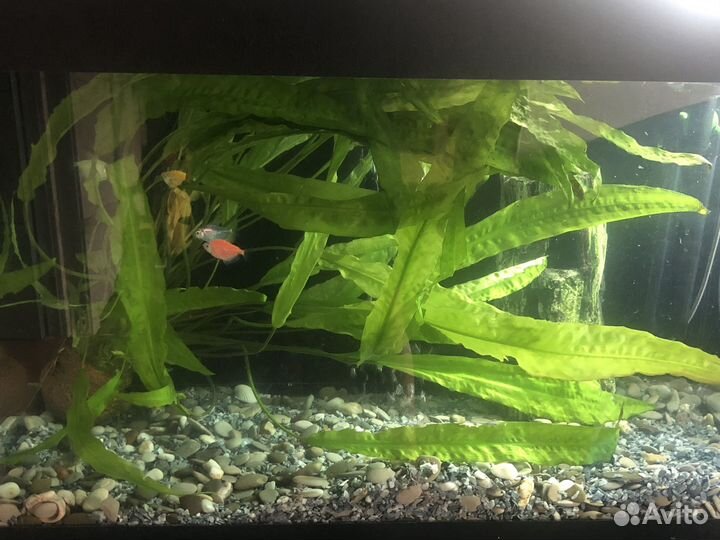 Аквариумное растение