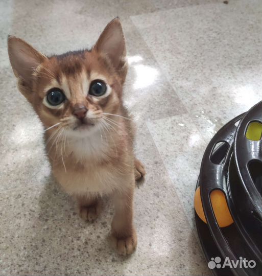 Абиссинские девчули