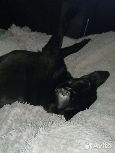 Собака в добрые руки, отдам бесплатно