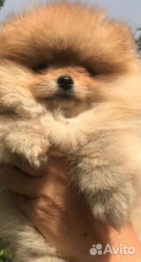 Щенки шпица мини