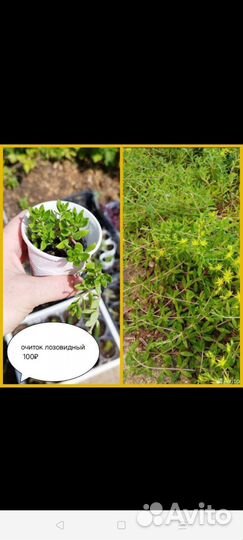 Почвопокровники