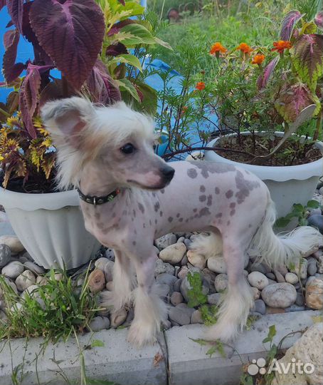 Китайская хохлатая