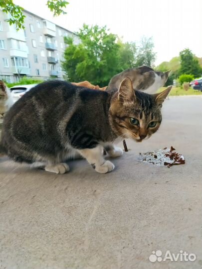 Тимка - друг семьи