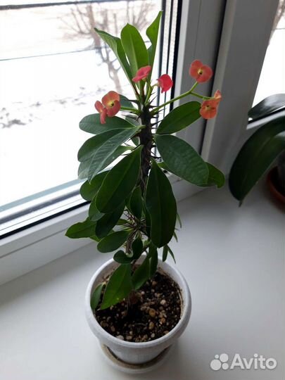 Молочай Миля