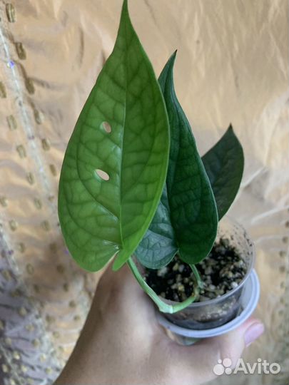 Монстера Спайдермен