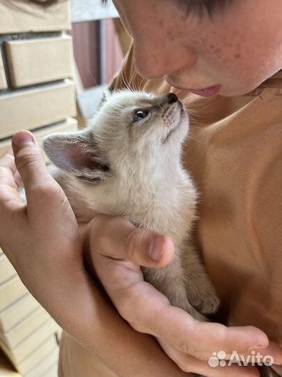 Котята в добрые руки бесплатно