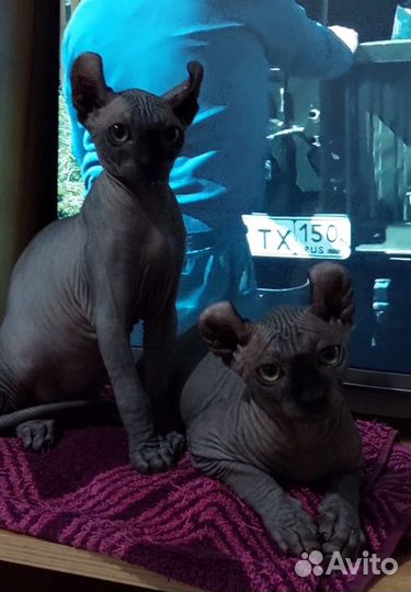 Канадский сфинкс Эльф