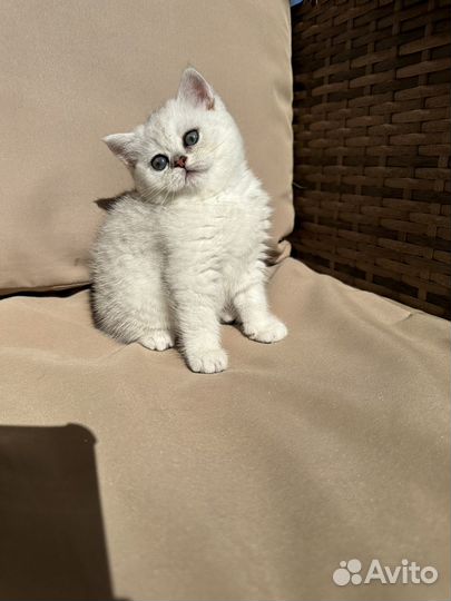 Шиншилловые котята