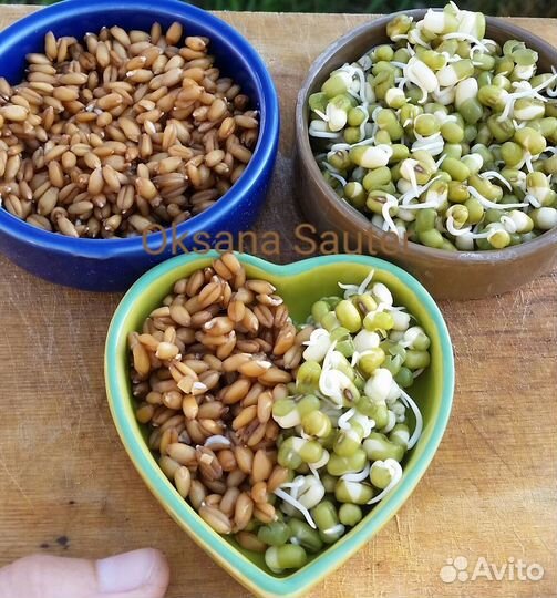 Корма для птиц