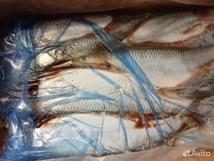 Сельдь, скумбрия