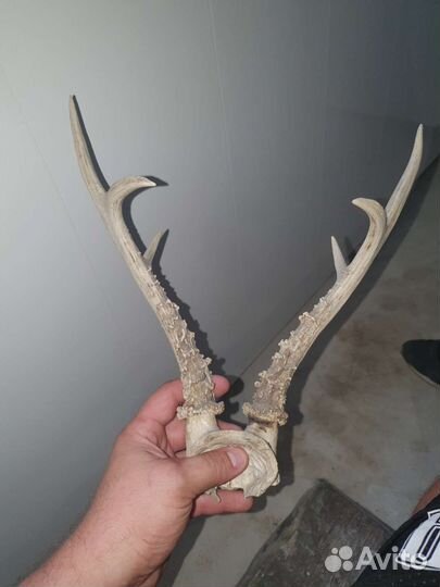 Рога косули