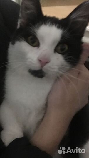 Котик в добрые руки