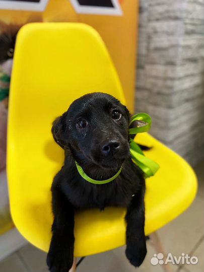 Щенок в добрые руки бесплатно девочка