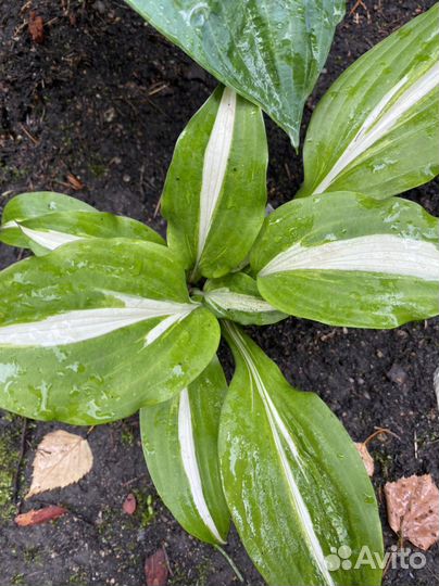 Хоста коллекционные