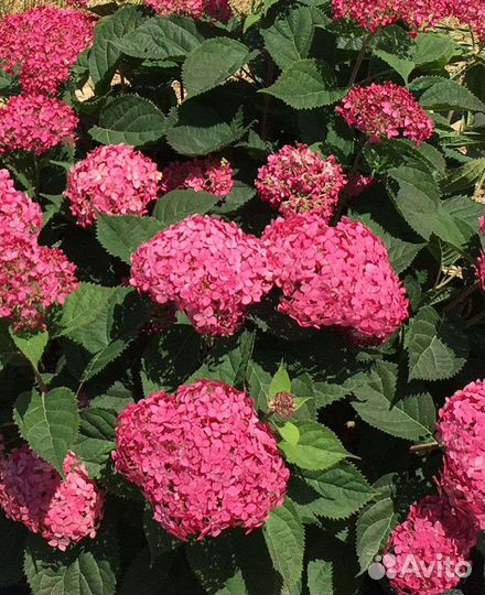 Гортензия древовидная Руби Анабель