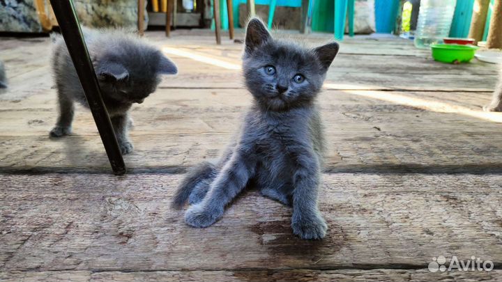 4 сыночка и лапочка дочка