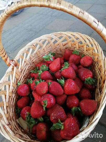 Рассада клубникиазия клери квики альба