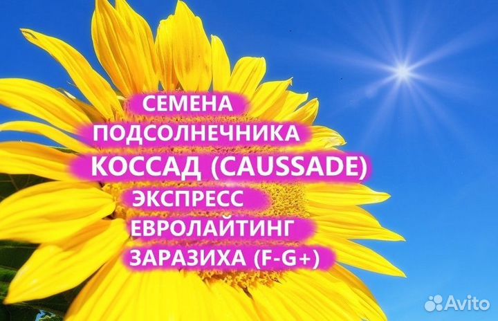 Семена подсолнечника Коссад (Сaussade), Херсон