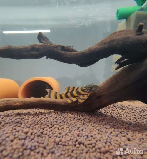 Номерные сомы (L-сомы), разные анциструсы