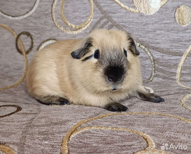 Морские свинки