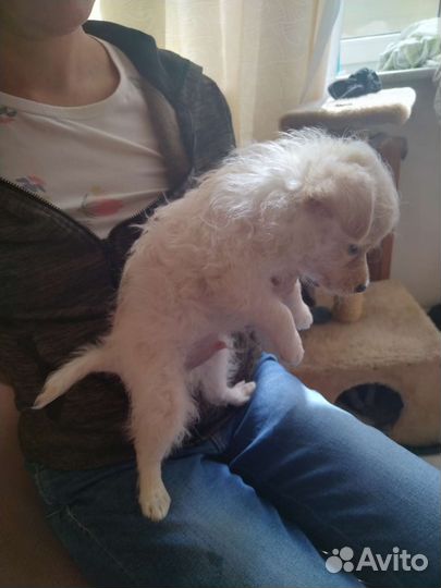 Маленькая собака в добрые руки