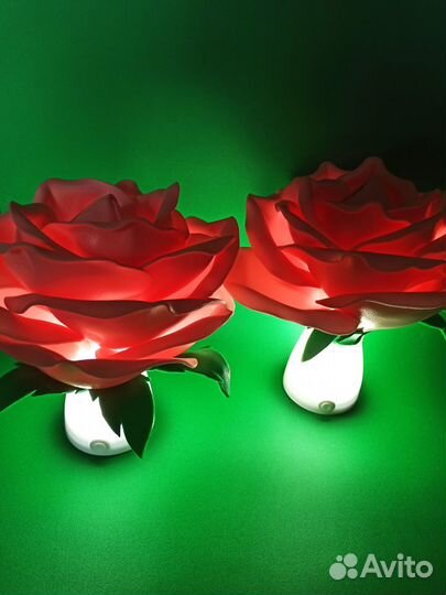 Ночник цветок