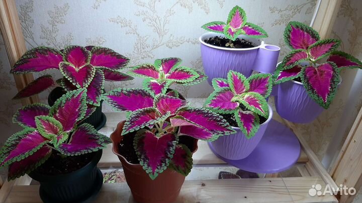 Кашпо для цветов