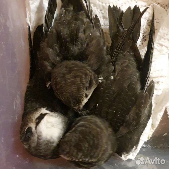 Птенец стрижа