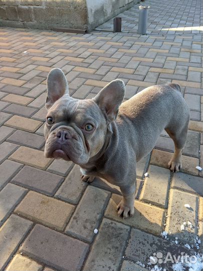 Французский бульдог изабелла
