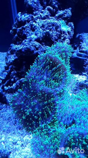 Морские мягкие кораллы