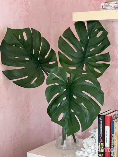 Монстера IKEA