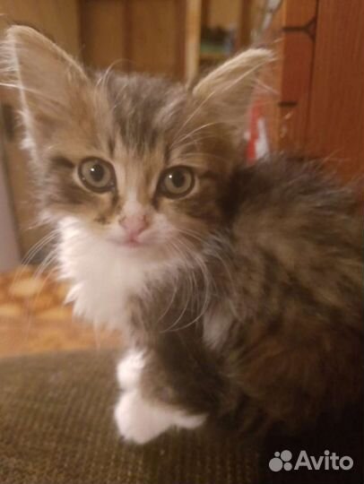 Котик бесплатно