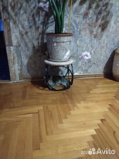 Кошечка в добрые руки