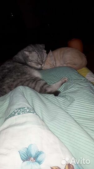 Котики в добрые руки