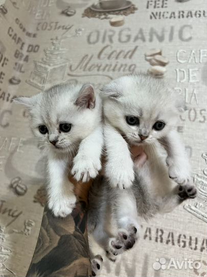 Золотая, серебристая шиншилла