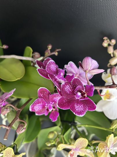 Орхидея фаленопсис