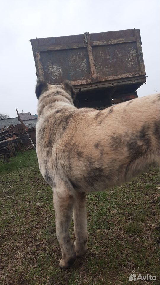 Волкадав элитных кровей