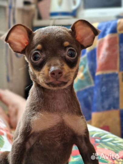 Тоечка девочка