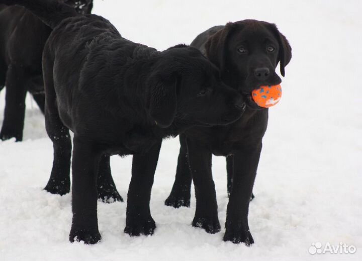 Щенки лабрадора