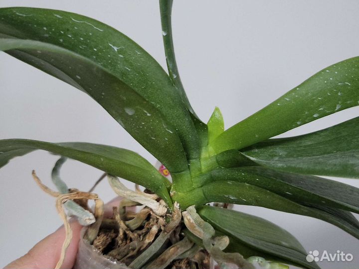 Орхидея бабочка Азия в наличии