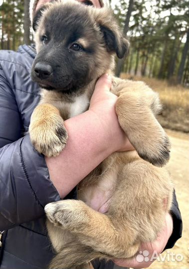 Отдам щенка в добрые руки