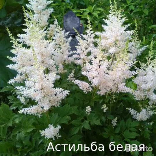 Саженцы многолетних растений