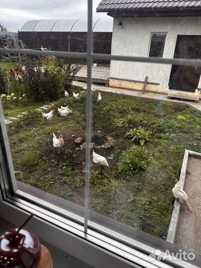 Куры несушки