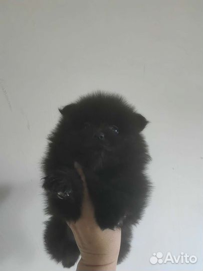 Щенки шпица