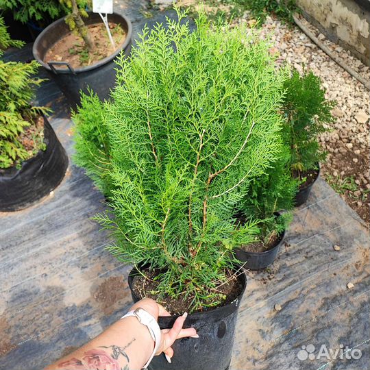 Туя биота плосковеточник