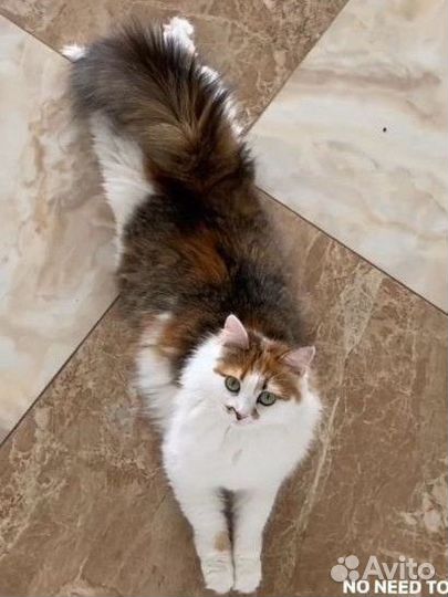 Игрушки по фото питомца на заказ