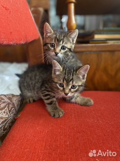 Котята в добрые руки даром
