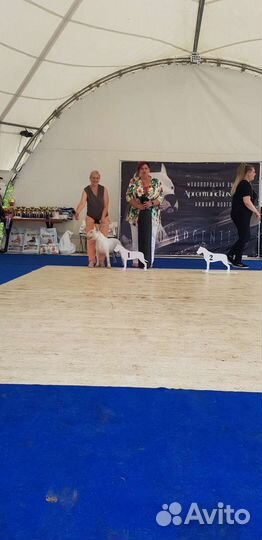 Вязка бультерьер стандарт