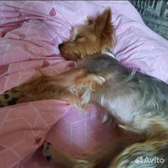 Передержка собак