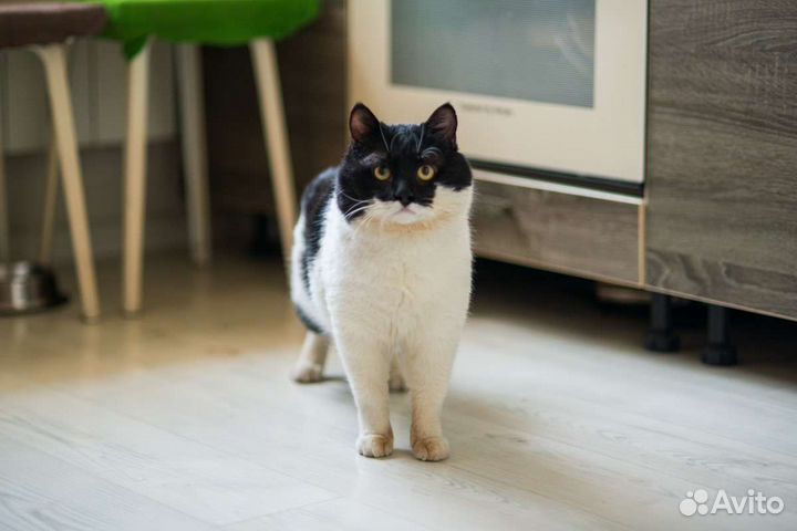 Кот